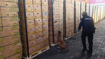 Incautadas en Guayaquil 1,2 toneladas de cocaína impregnada en cajas de fruta con destino a España