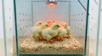 Un grupo de diez pollitos bebés amarillos está apiñado en una jaula de vidrio con aserrín en el suelo, calentado por una lámpara roja en la parte superior.