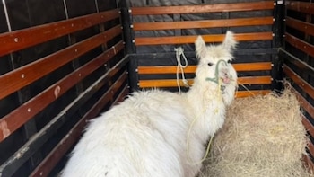 Rescantaron a la llama ‘Chacarito’, que era explotada para tomarse fotos en el centro de Bogotá: tiene problemas cardiacos y de piel