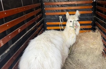 Las heridas diagnosticadas al animal incluyen úlceras, problemas dentales y complicaciones cardíacas detectadas por el equipo veterinario del Idpyba - crédito Alcaldía de Bogotá