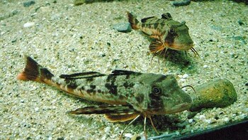 Los descubrimientos genéticos en los