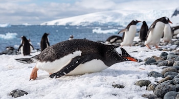 Un pingüino acostado sobre la nieve cerca de rocas oscuras, con otros pingüinos, el océano e icebergs de fondo.