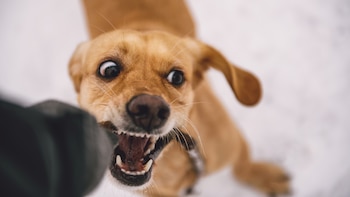 Un adiestramiento basado en el miedo o castigo aumenta el riesgo de que un perro te muerda: un estudio descubre los tres factores que incrementan su agresividad