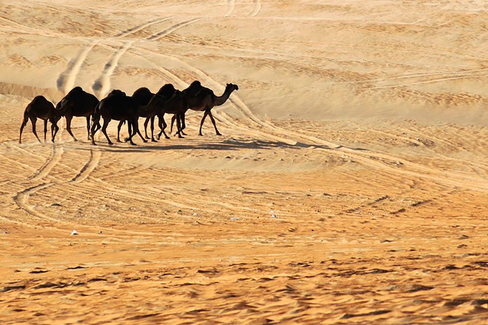 Camellos