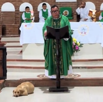 El padre Carlos Mario Peña Lopera comparte el video viral de un perro en una misa - crédito @padrecarlosmariobendito/tiktok