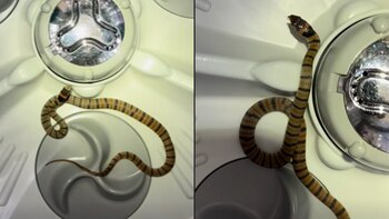 Esta especie es responsable de