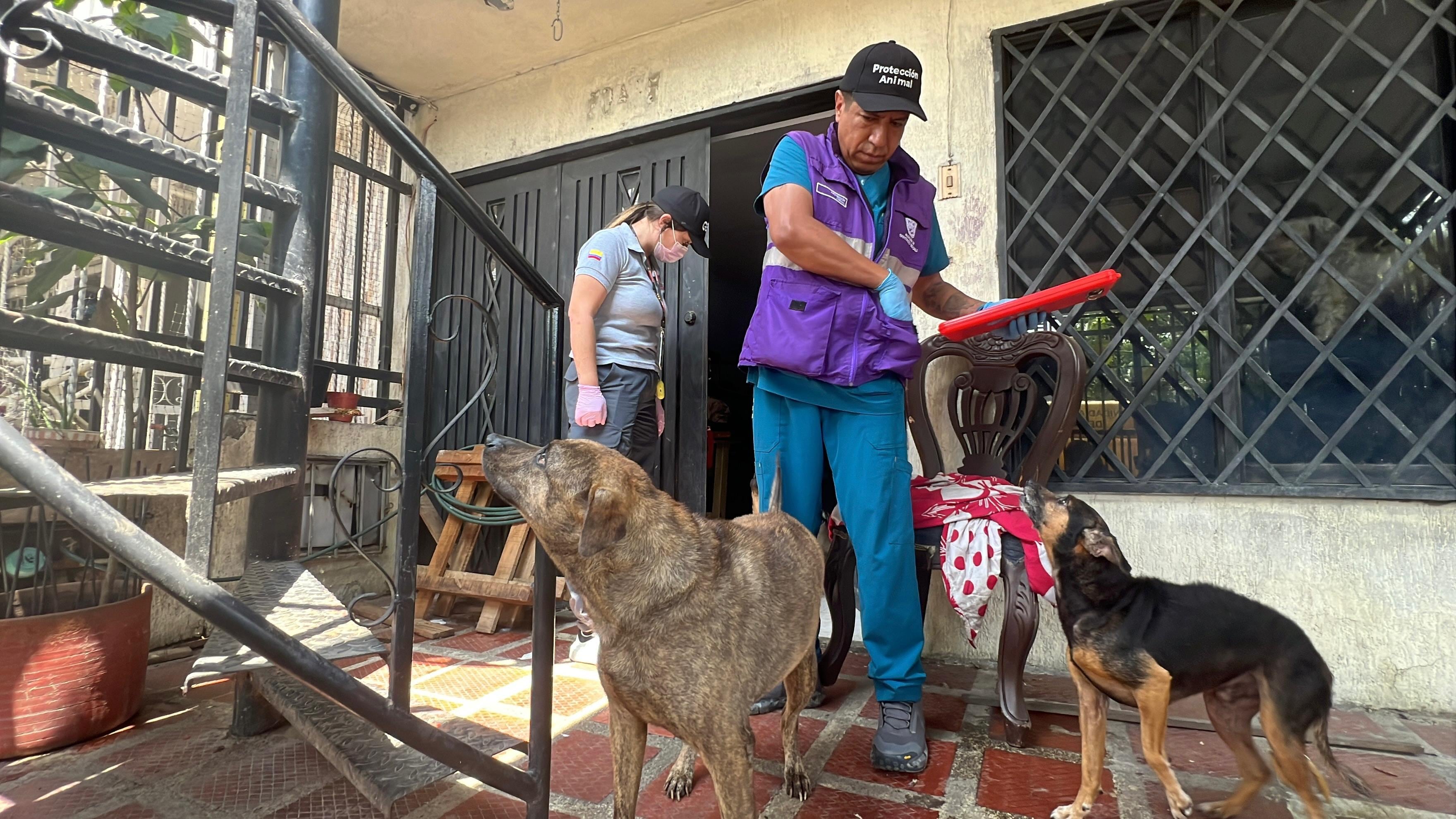 La gravedad observada en la minipig, sumada a las condiciones de los perros afectados, derivó en la transferencia del expediente para posible acción judicial contra el responsable de los hechos - crédito Alcaldía de Cali