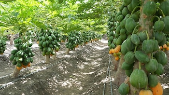 Productos agrícolas de Guatemala