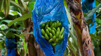 Chiquita vuelve a ganar terreno en la producción bananera en Panamá