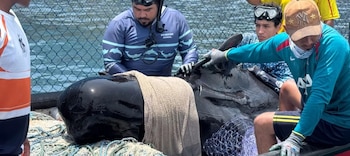 Corpamag informó que la ballena piloto ingresó al centro con un deterioro físico grave y que su estado crítico no pudo revertirse - crédito Corpamag