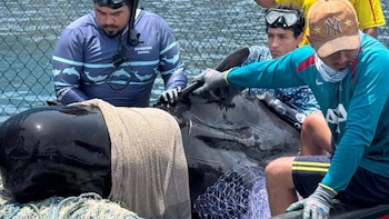 La ballena piloto rescatada en Tasajera, Magdalena, murió mientras recibía atención especializada