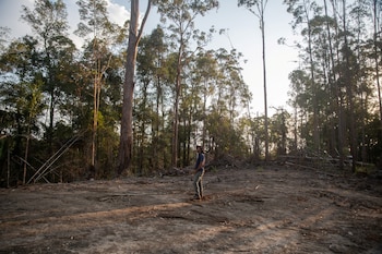 Los científicos advirtieron que el banco genético no reemplaza la protección de bosques, el control de enfermedades y el monitoreo de las poblaciones de koalas (REUTERS)
