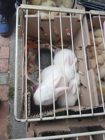 La venta ilegal de animales