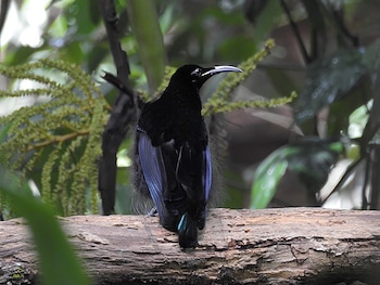 Inspirados en las plumas del