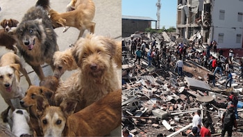 Posible terremoto de 8.8 en Perú: ¿cómo preparar y proteger a tus mascotas ante un sismo?