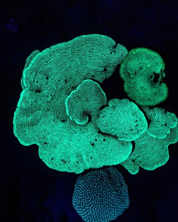 El coral con fluorescente que