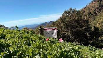 Marina destruye tres plantíos de