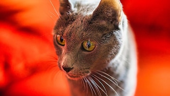 El gato azul ruso es