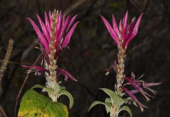 Científicos de Kew destacan la