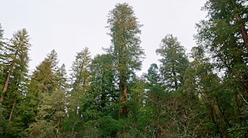 Un bosque denso con árboles altos de diferentes tonos de verde, ramas entrelazadas y un cielo completamente blanco.
