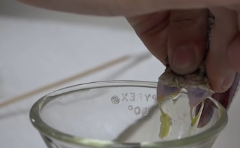 Una mano sostiene la cabeza de una serpiente de cascabel. Veneno amarillo gotea de sus colmillos hacia un recipiente de vidrio transparente Pyrex