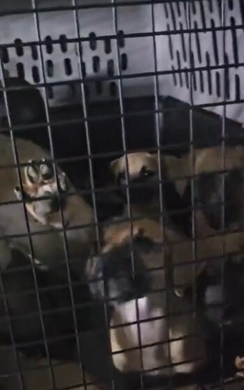 Además de perros adultos y