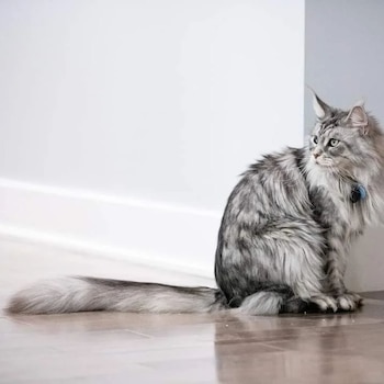 El felino vive actualmente con