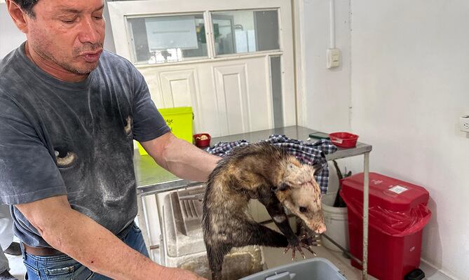 La zarigüeya mostró signos de recuperación, sin embargo, existe el riesgo de que se complique y muera - crédito Alcaldía de Cali