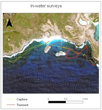 Mapa satelital de una zona costera con agua, tierra y dos líneas: una amarilla rotulada "Capture" y una roja rotulada "Transect". Incluye brújula y escala
