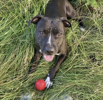 Cómo Kimmy Gibbler rompió el récord de estancia más larga en un refugio (Facebook Humane Society of West Michigan)