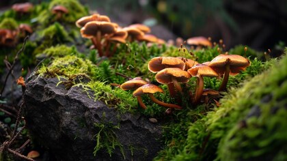 La verdad detrás de los “anillos de hadas” formados por hongos: su vínculo con lo mágico y la importancia para el medio ambiente