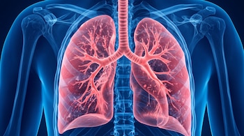 Ilustración de pulmones rosados con árbol bronquial visible sobre el contorno azul de la caja torácica y la columna.