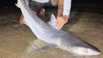“¡Es un tigre!”: pescaban de noche en Massachusetts y capturaron una especie de tiburón tropical que no debería estar allí