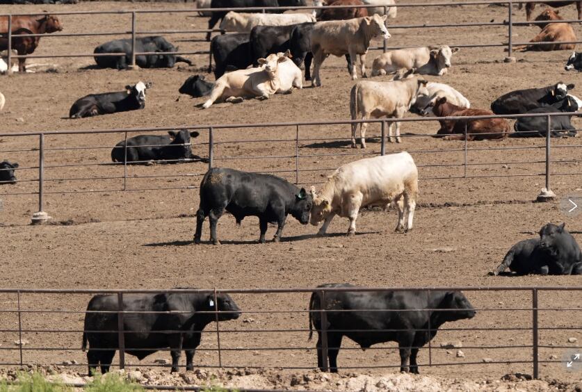 El índice de la FAO registró once meses consecutivos de subas en la carne vacuna, muy por encima del promedio del resto de los alimentos (AP)