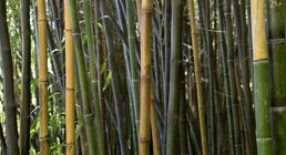 El bambú busca su lugar en el Delta bonaerense