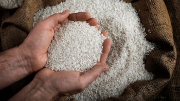 arroz - agricultura