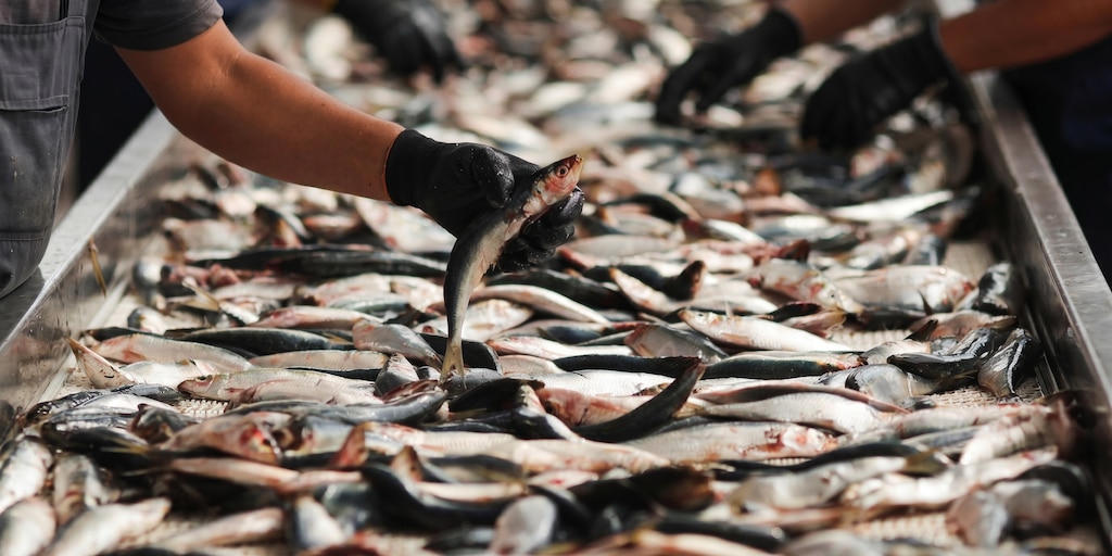 Cómo elegir el pescado más seguro para comer en un mercado global lleno de riesgos