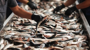 Primer plano de una mano enguantada de negro sosteniendo un pescado pequeño sobre una gran cantidad de peces plateados en una superficie. Otra mano borrosa al fondo.