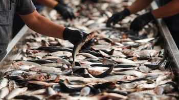 Cómo elegir el pescado más seguro para comer en un mercado global lleno de riesgos