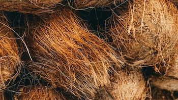 SENASA implementa nuevos requisitos fitosanitarios