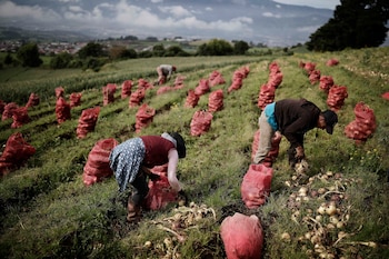 Más de 150 mil personas trabajan actualmente en actividades agrícolas en el país. EFE/Jeffrey Arguedas