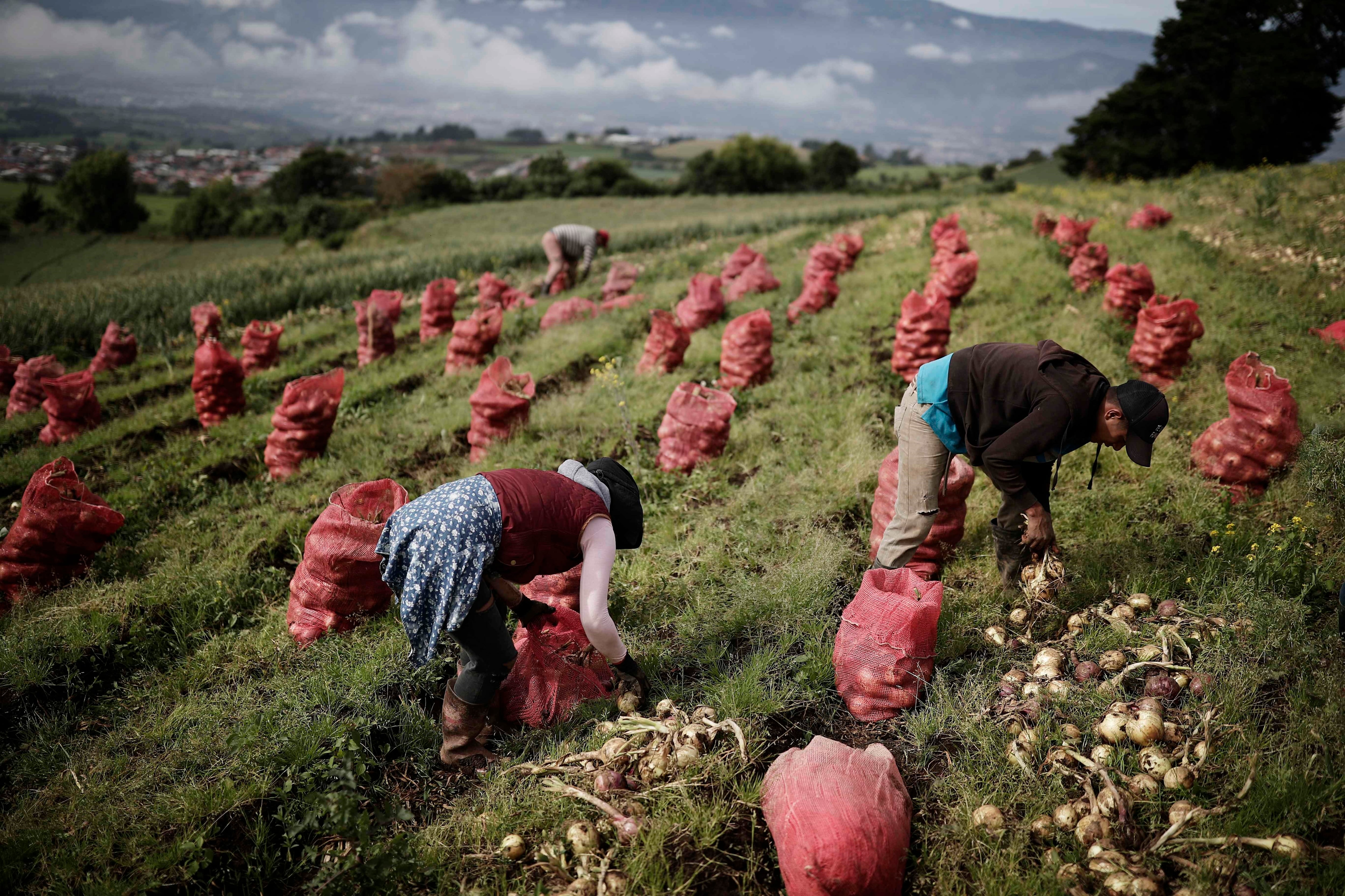 Más de 150 mil personas trabajan actualmente en actividades agrícolas en el país. EFE/Jeffrey Arguedas