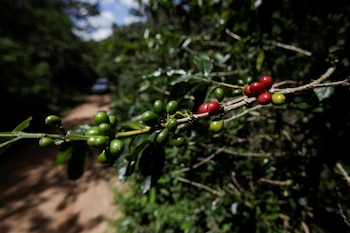 Imagen de archivo. Bayas de café crecen en una finca cafetalera en El Laurel, en el estado Olancho, Honduras. 22 de septiembre de 2021. REUTERS/Fredy Rodríguez