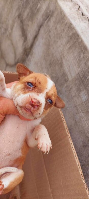 Los cachorros fueron abandonados a