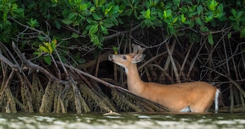 National Key Deer Refuge en