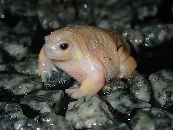 Estas ranas no necesitan agua