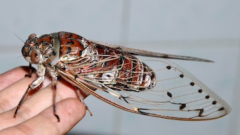 Cómo las alas de la