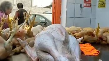 Los mercados está ofreciendo pavo