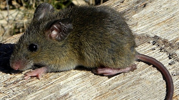 Primer plano de un pequeño roedor con pelaje marrón grisáceo, grandes ojos oscuros y orejas redondas, posado sobre una superficie de madera clara con textura