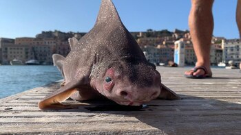 Cuerpo de tiburón y cabeza de cerdo: el extraño pez hallado en una isla de Italia que fue confundido con un monstruo marino